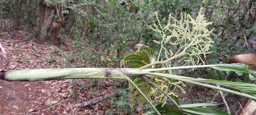 Dypsis scottiana