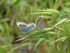 Plebejus argus