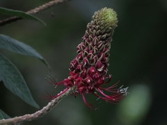 Podandrogyne densiflora