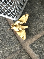 Callambulyx tatarinovii