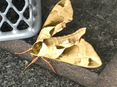 Callambulyx tatarinovii