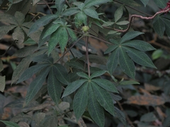 Podandrogyne densiflora