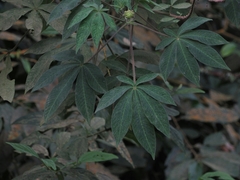 Podandrogyne densiflora