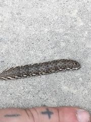 Proserpinus proserpina