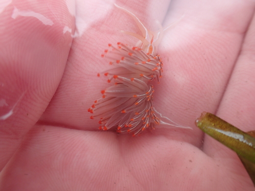 Horned Nudibranch, Sonoma County, CA, USA, photo 9 of 10