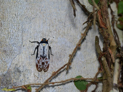 Penthicodes farinosus