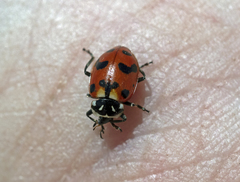 Hippodamia caseyi