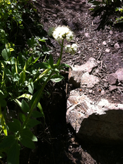 Valeriana occidentalis