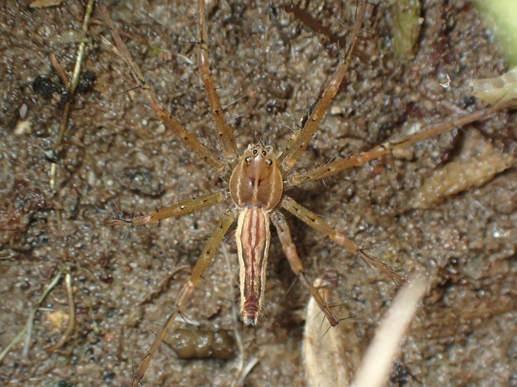 Polyboea