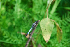 Orthetrum albistylum speciosum