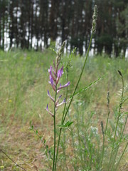 Astragalus varius