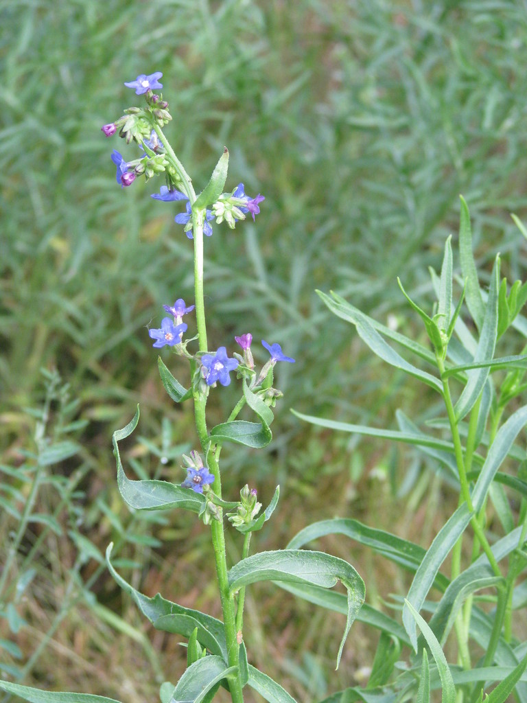 Anchusa gmelinii