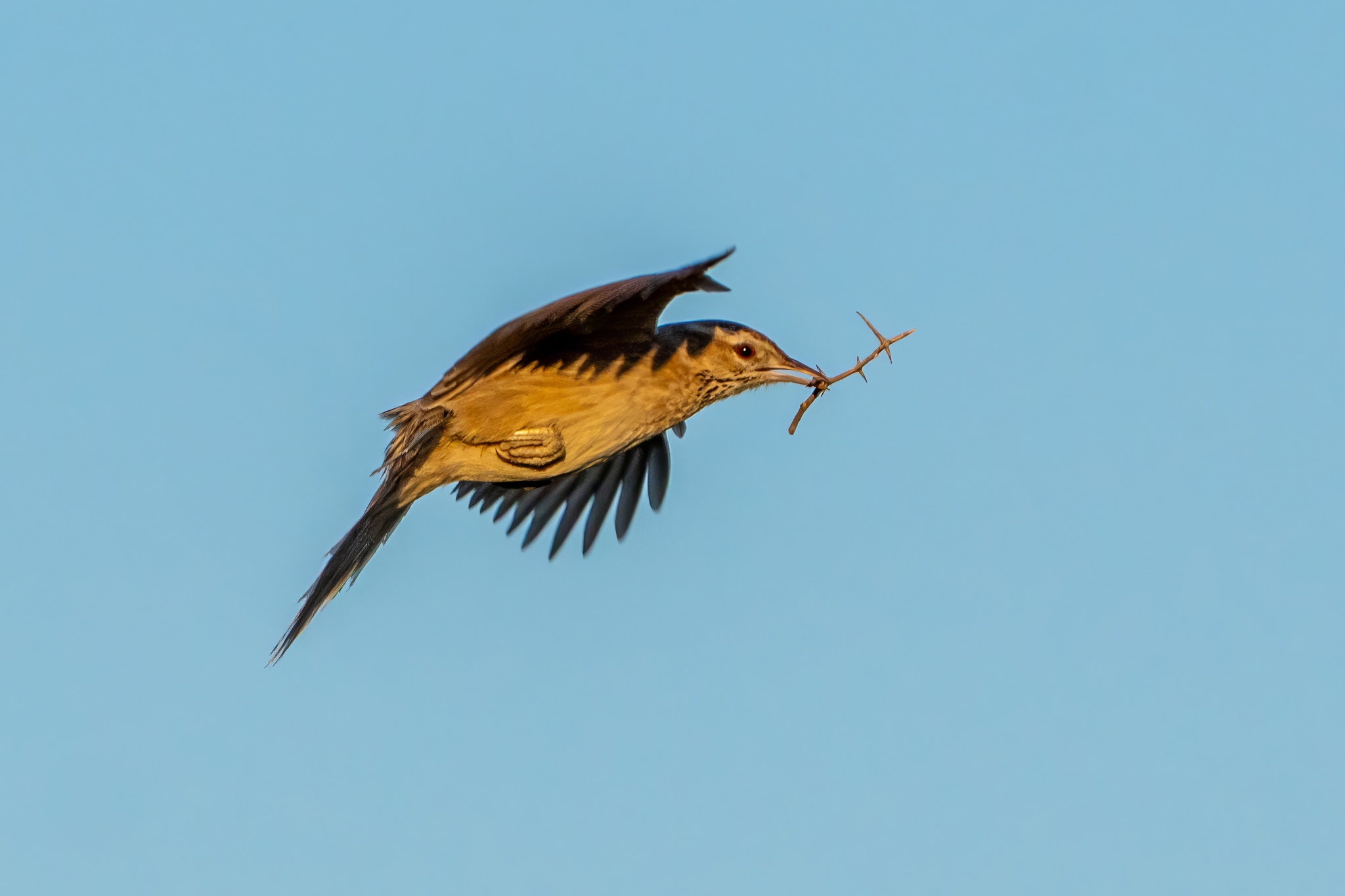 Firewood-gatherer (Anumbius annumbi)