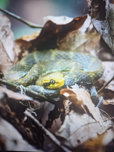 Cameroon bush viper