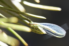 Chrysopa coloradensis