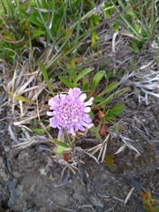 Scabiosa lacerifolia