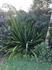 Doryanthes