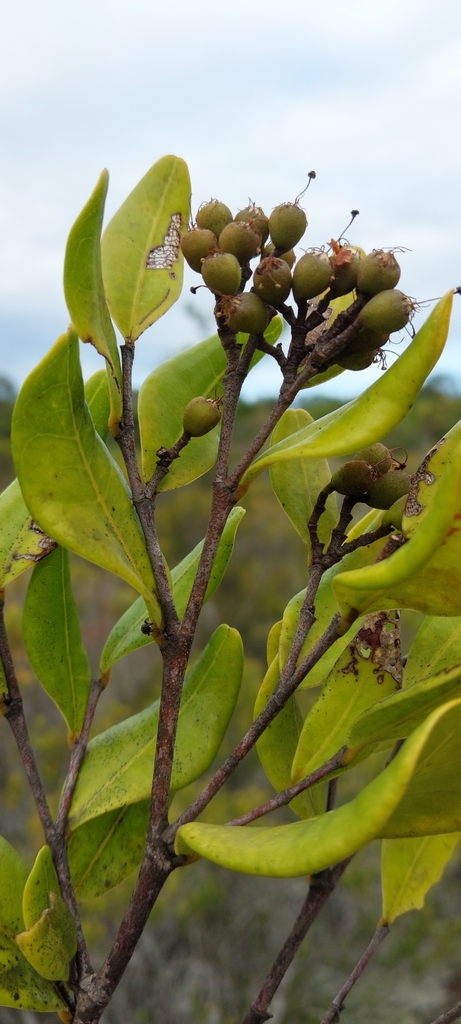 Leptolaena delphinensis