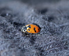 Hippodamia caseyi