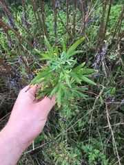 Artemisia princeps