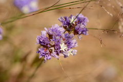 Limonium sinuatum