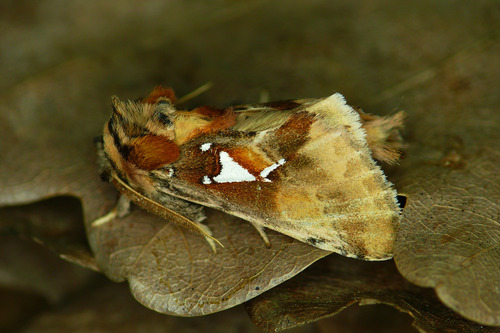 Spatalia argentina (Denis & Schiffermüller), 1776