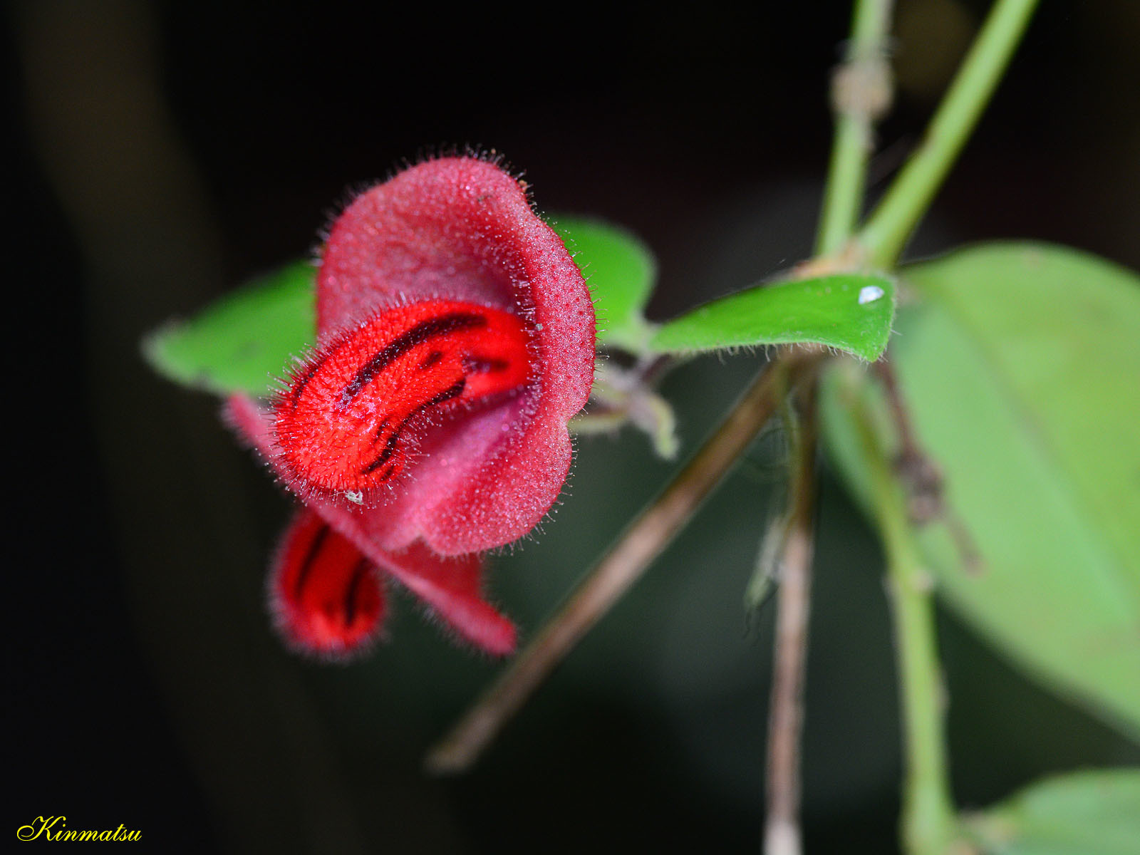 Aeschynanthus tricolor