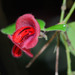 Aeschynanthus tricolor - Photo (c) Kinmatsu Lin,  זכויות יוצרים חלקיות (CC BY-NC), הועלה על ידי Kinmatsu Lin