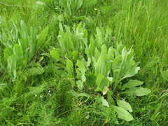 Centaurea chartolepis