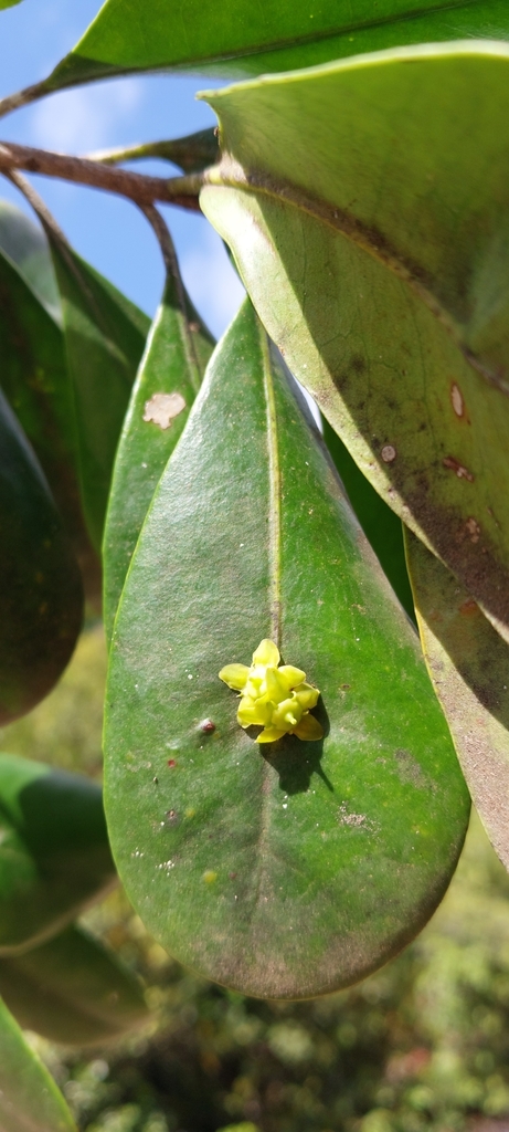 Polycardia phyllanthoides