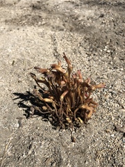 Aphyllon fasciculatum