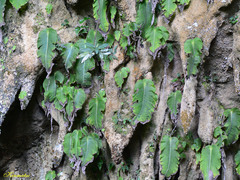 Monophyllaea pendula