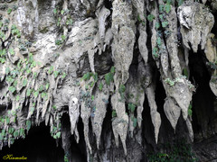 Monophyllaea pendula