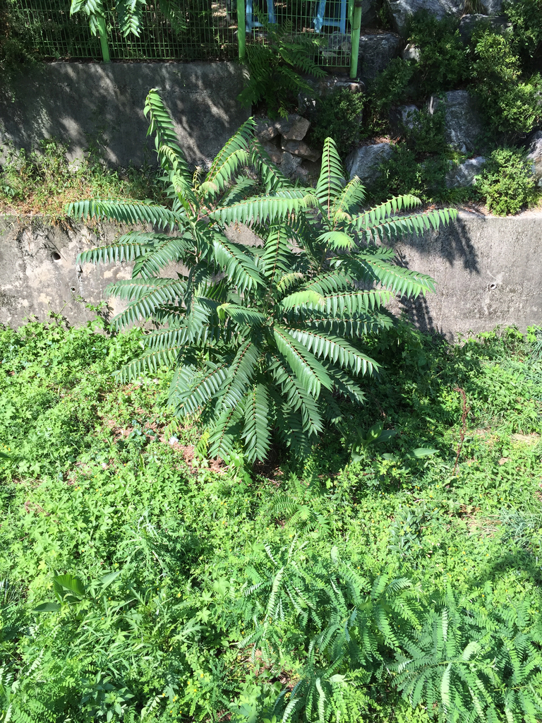 Tree of heaven (Invasive Plants of Maryland) · iNaturalist