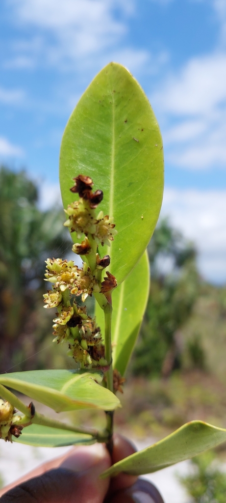 Homalium louvelianum