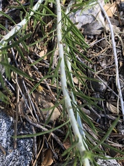 Ericameria nauseosa bernardina