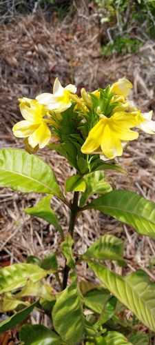 Crossandra cloiselii
