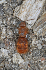 Sphaeropthalma unicolor