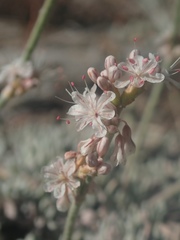 Eriogonum wrightii subscaposum