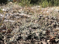Eriogonum wrightii subscaposum