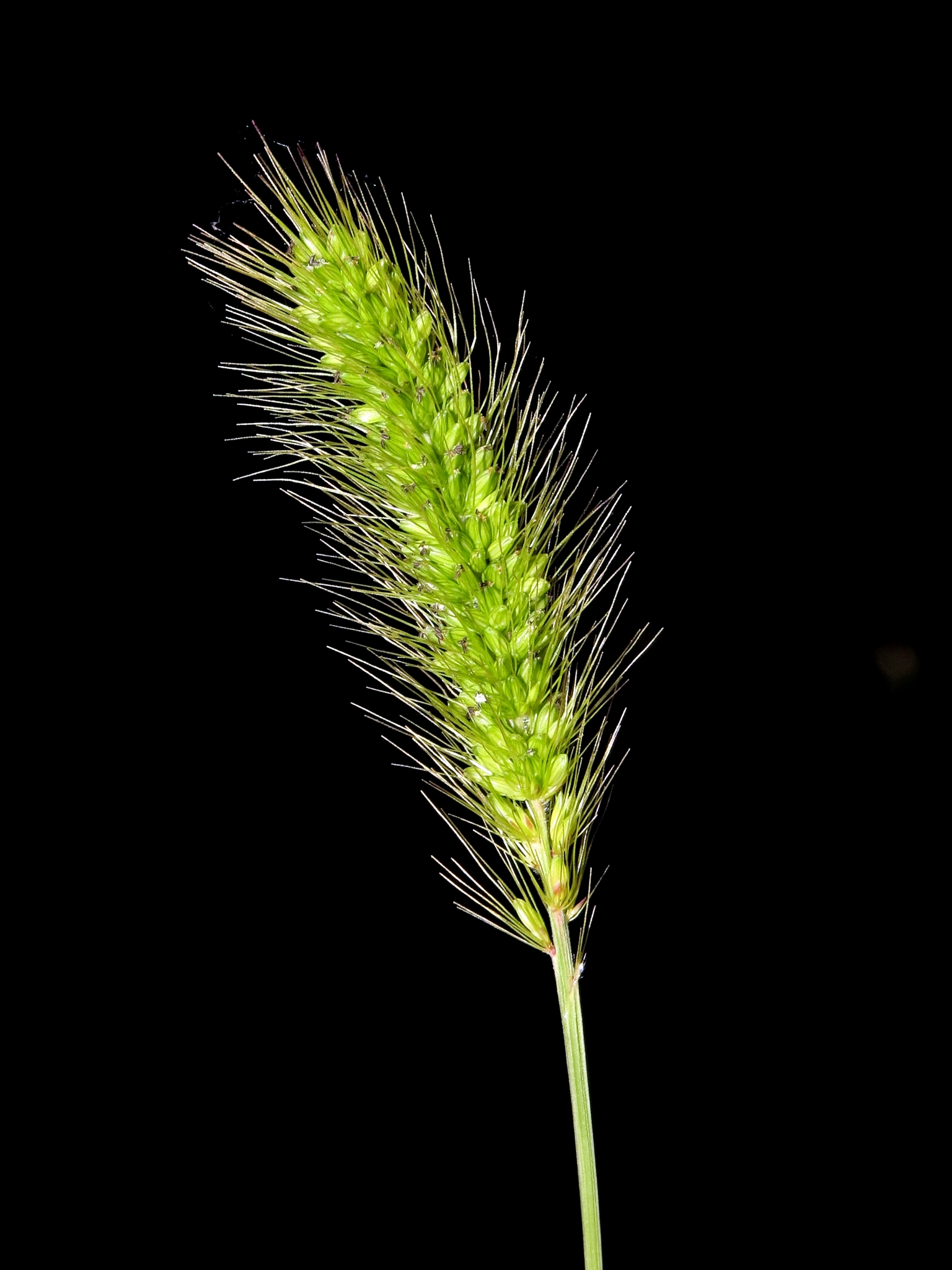 Setaria viridis