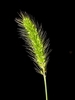 Green Bristle Grass - Photo (c) eugenezakharov, some rights reserved (CC BY-NC), uploaded by eugenezakharov