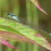 Plains Forktail - Photo (c) Cameron Eckert, some rights reserved (CC BY-NC), uploaded by Cameron Eckert