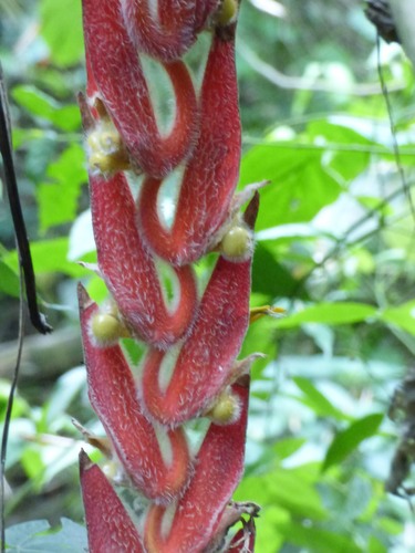 Pinnk panther (Heliconia mutisiana)