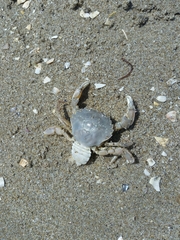 Liocarcinus