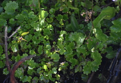 Micranthes odontoloma