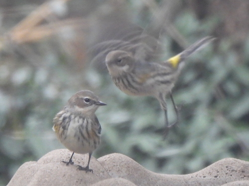 Yellow-rumped Warbler photographed in Texas