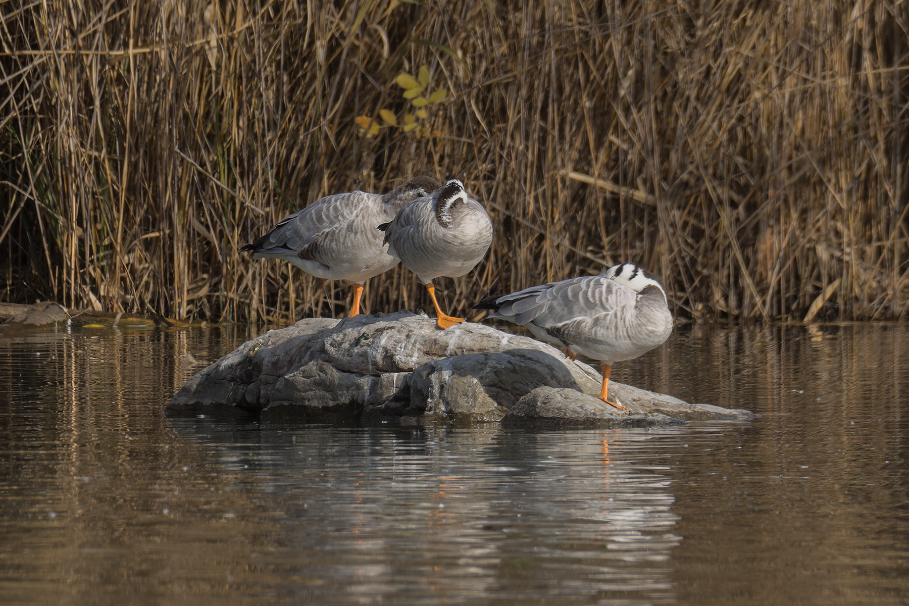 Bar-headed Goose