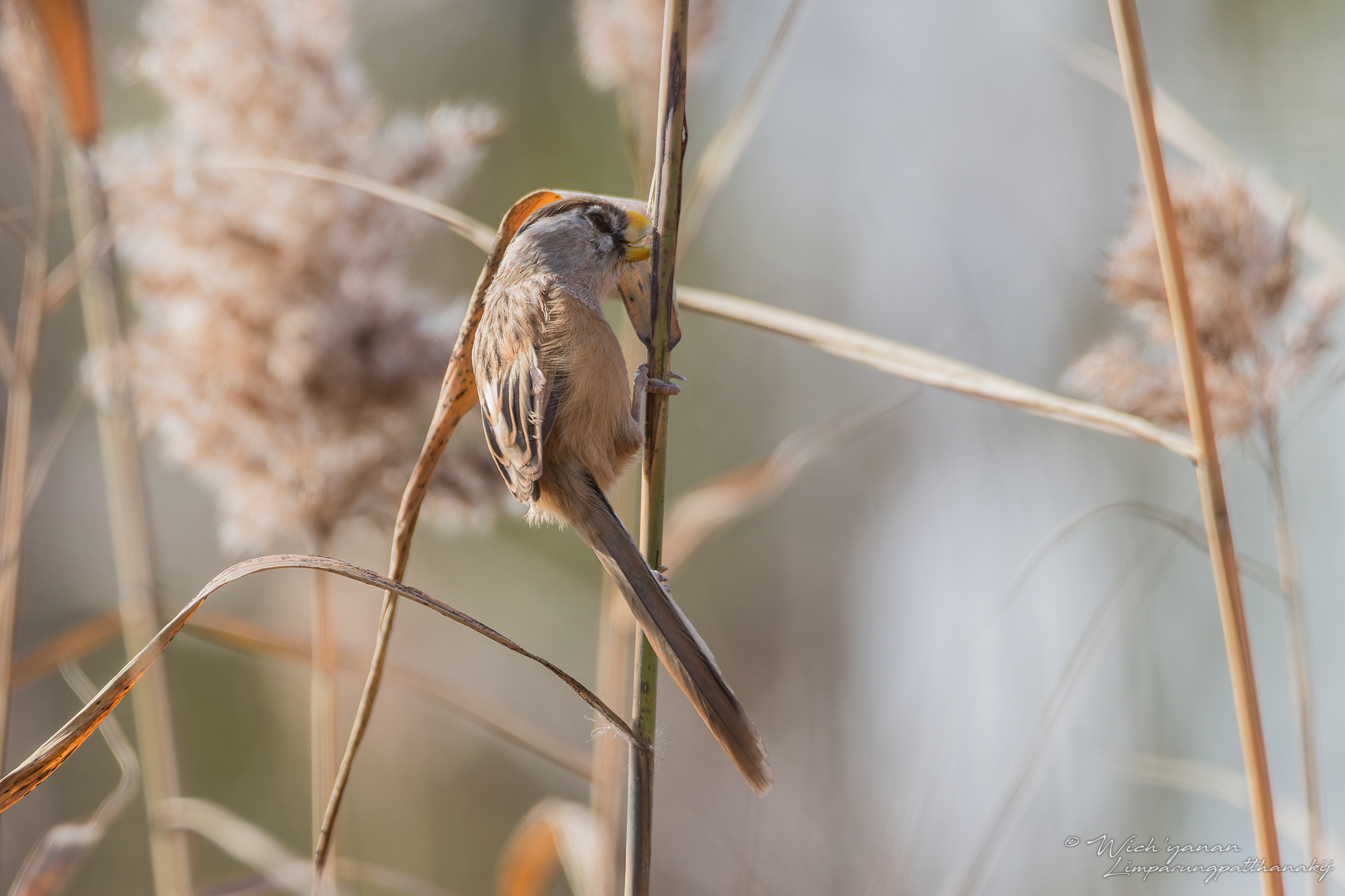 Reed Parrotbill