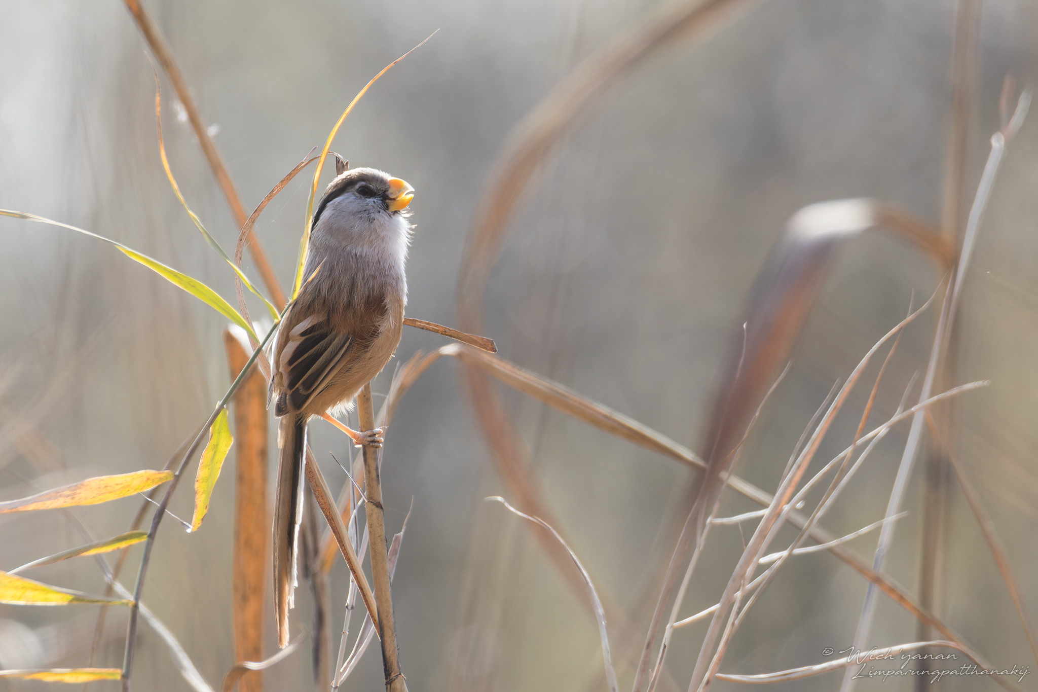 Reed Parrotbill